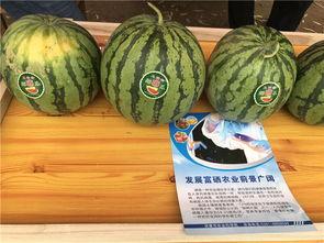 农村吃瓜写真,农村生活写真里的甜蜜时光