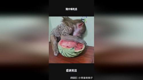 大嘴吃瓜视频,揭秘娱乐圈幕后真相，带你领略明星们的真实生活