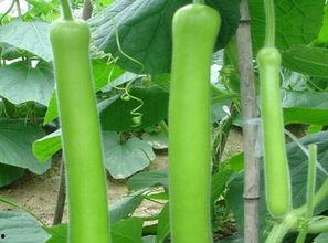 瓠瓜新鲜吃,尽享田园美味