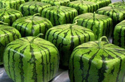 吃瓜投稿在哪里,热门平台大揭秘，轻松成为网络红人！