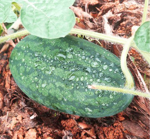 吃瓜找柳,柳氏家族的传奇故事