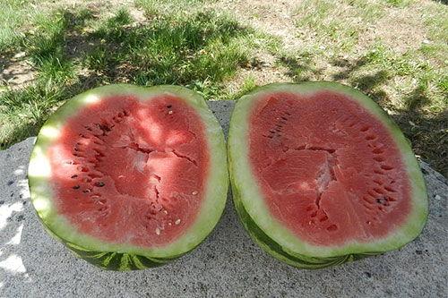 梦见和别人上瓜地里吃瓜,瓜地共食，揭秘潜意识中的和谐共融